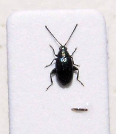 Phyllotreta fornuseki   P. Čížek 2003  (Chrysomelidae - Alticinae)